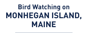 Bird Watching on Monhegan Island, Maine