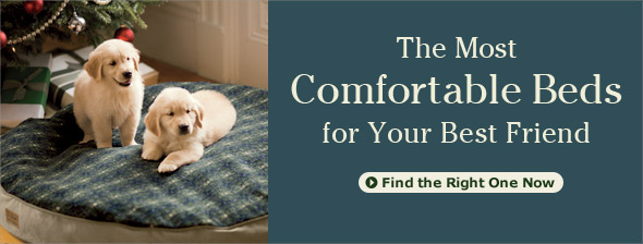 Shop Dog Beds, from $49