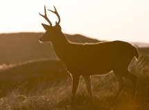 5 Top Tips for Deer Hunting Success