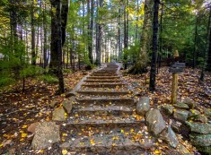 Shinrin-Yoku: The Restorative Power of Forest Bathing