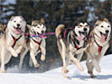 Meet Real Sled Dogs