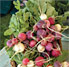 Farmer's Market